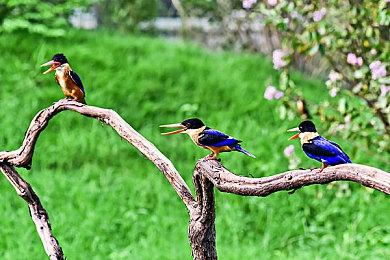 《艾尔登法环》PC太卡？V社自己修复了这个问题